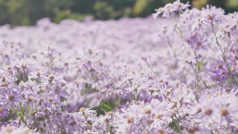 Moving Forward Through a Purple Aster Field Stock-Footage 347142027