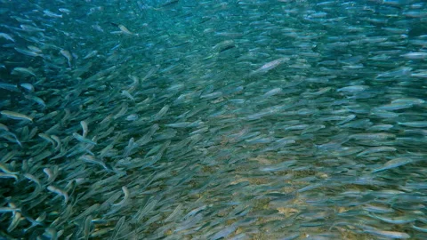 Moving forward through solid wall of Atherina fish sparkles brilliantly in Stock Footage 331481653