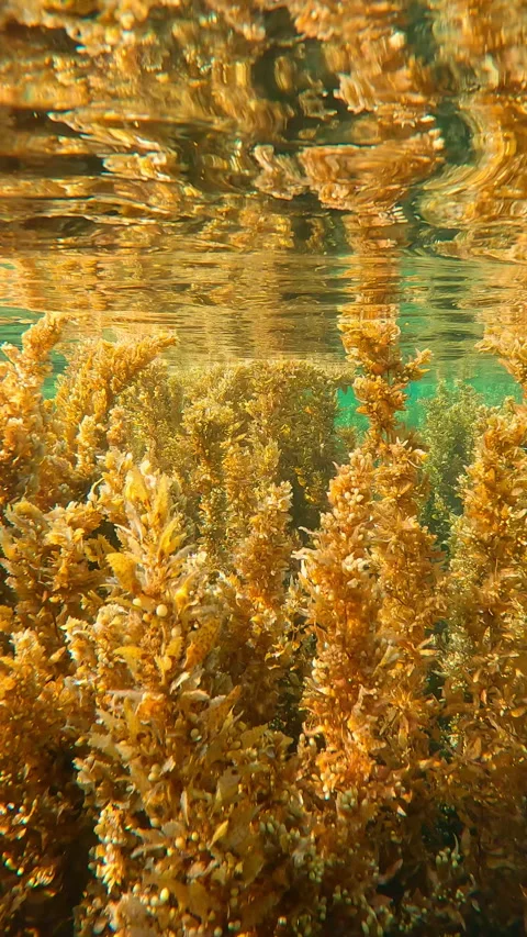 Moving forward through tall, dense thickets of brown Sargassum seaweed below top Stock Footage 313936827