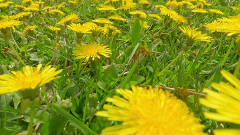 Moving forward through tops of blooming yellow flowers Common Dandelion, Stock Footage 302875021