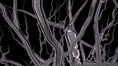 Moving forward tree branches Stock Footage 101431470