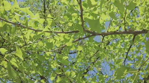Moving forward under branches with green leaves of Maidenhair tree, Ginkgo Stock Footage 339373082