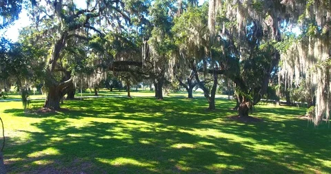 Moving forward under Spanish Moss Stockbeeldmateriaal 106903852