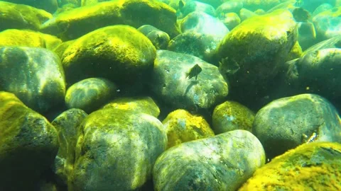 Moving forward view of piles of Mossy Cobblestone with small tiny yellow Scissor Stock Footage 238500381