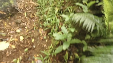 Moving forward walking along the mud primitive dirt grass hiking trail road rout Video stock 245446835