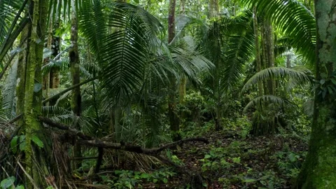 Moving forwards between the large, green fern leaves inside a tropical forest Stock Footage 160316457