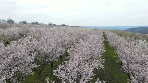 Moving frame of the moving white apple orchard. You can see the hills and Stock Footage 157759635