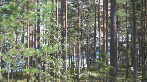 A moving frame, smoothly sliding through a forest in the summer Stock Footage 67438946