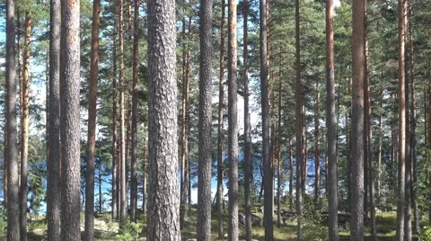 A moving frame, smoothly sliding through a forest in the summer Stock Footage 67439292