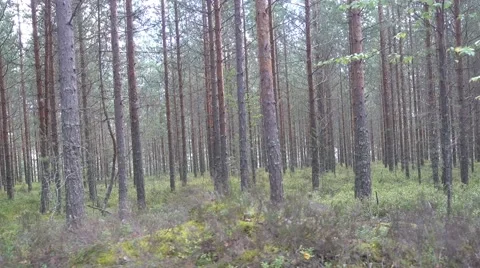 A moving frame smoothly sliding through a forest in the summer. Stock Footage 67440126