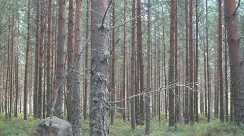 A moving frame smoothly sliding through a forest in the summer. Stock Footage 67440183