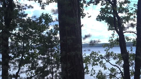 A moving frame, smoothly sliding through a forest in the summer Stockbeeldmateriaal 67440229