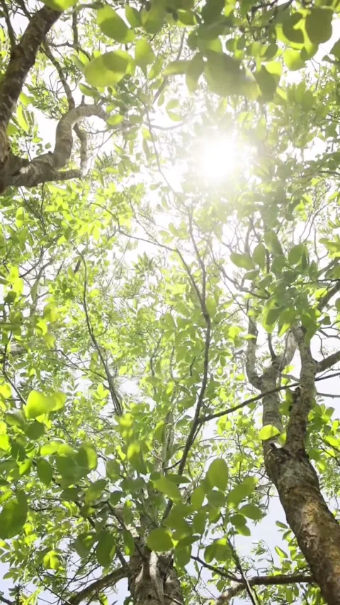Moving fresh green foliage inside a tree in large tree calming nature footage Stock Footage 197641703