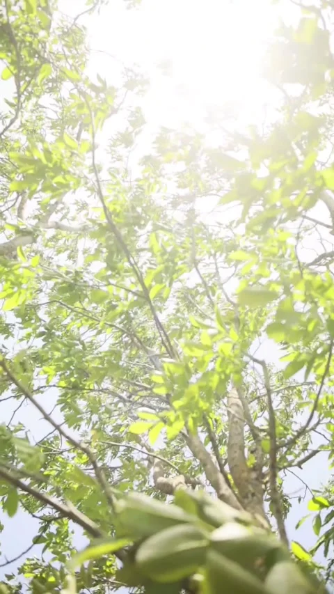 Moving fresh green foliage inside a tree in large tree calming nature footage Stock Footage 197641769
