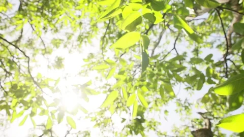 Moving fresh green foliage inside a tree in forest calming nature footage Stock Footage 197641968