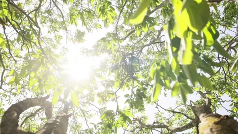 Moving fresh green foliage inside a tree in large tree calming nature footage Stock Footage 197642277