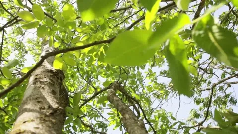 Moving fresh green foliage inside a tree in forest calming nature footage Stock Footage 197643836