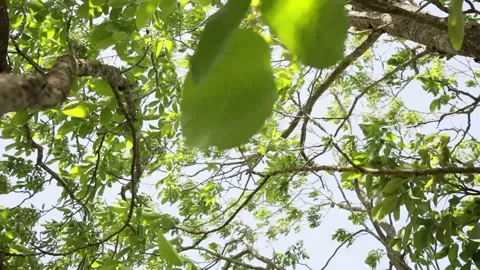 Moving fresh green foliage inside a tree in forest calming nature footage Vídeos de archivo 197643957
