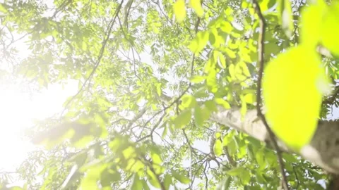 Moving fresh green foliage inside a tree in sunlight calming nature footage Stock Footage 197644216