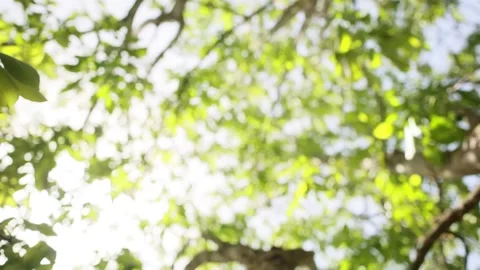 Moving fresh green foliage inside a tree in sunlight calming nature footage Stock Footage 197644297