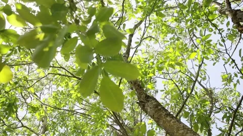 Moving fresh green foliage inside a tree in sunlight calming nature footage Stock Footage 197644434