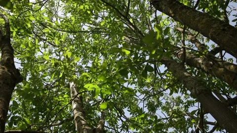 Moving fresh green foliage inside a tree in sunlight calming nature footage Stock Footage 197644803