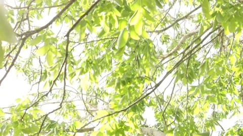 Moving fresh green foliage inside a tree in sunlight calming nature footage Stock Footage 197645222
