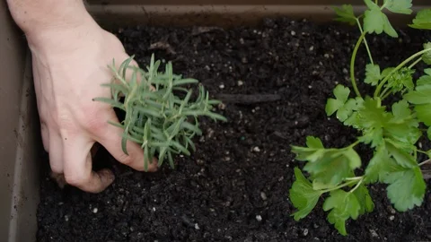 Moving fresh soil around a sapling in a small garden planter Video stock 125120947