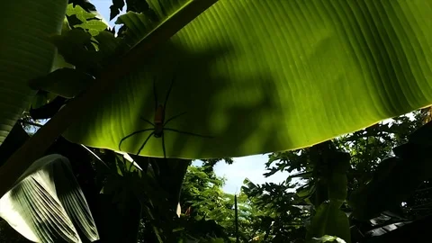 Moving giant Spider in Jungle Stockbeeldmateriaal 82365175