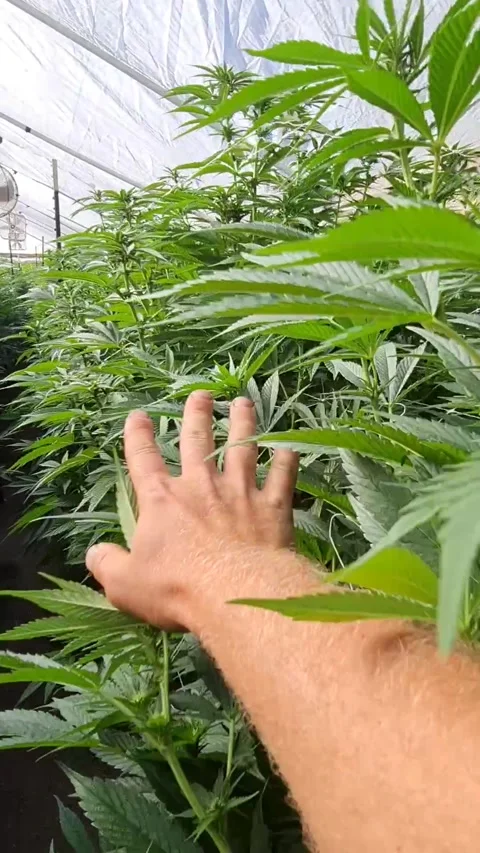 Moving Gimbal Shot Inside Marijuana Growing Tent Stock-Footage 175918914