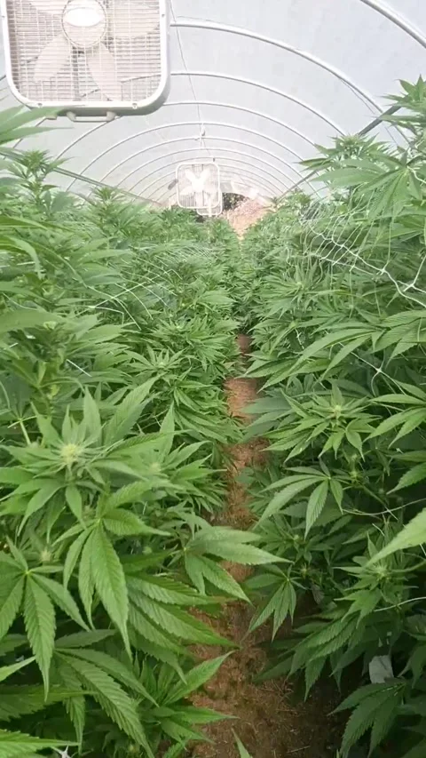 Moving Gimbal Shot Inside Marijuana Growing Tent 스톡 동영상 175922201