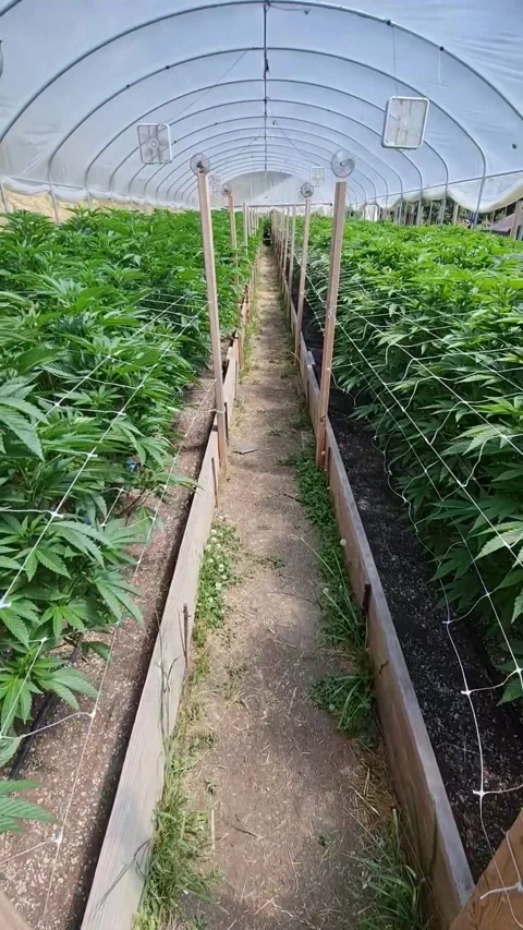 Moving Gimbal Shot Inside Marijuana Growing Tent Stock Footage