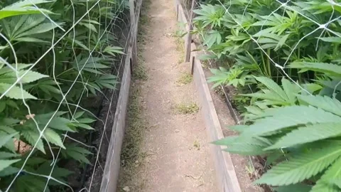 Moving Gimbal Shot Inside Marijuana Growing Tent Stock Footage 175926933
