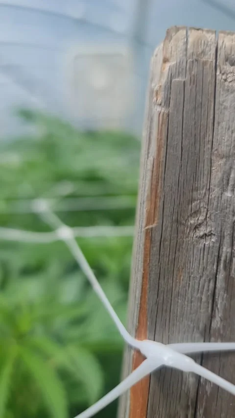 Moving Gimbal Shot Inside Marijuana Growing Tent Stock-Footage 175928637