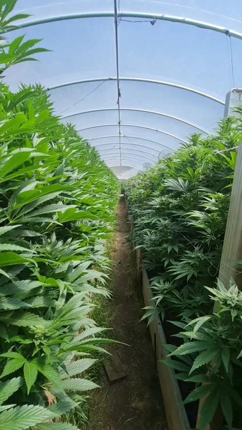 Moving Gimbal Shot Inside Marijuana Growing Tent Stock-Footage 175929292