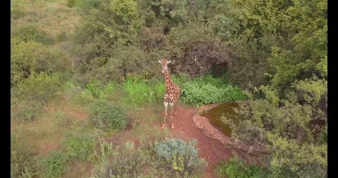 Moving Giraffe Video stock 94478348