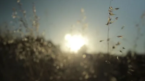 Moving grain closeup Stock Footage 49368427