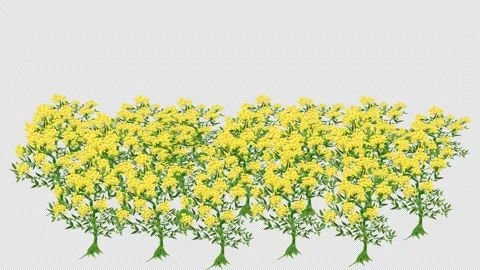 Moving Grass Animation with Transparent Background. Natural grass motion Stock Footage 325500946