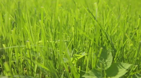 Moving grass background Video stock 35573983