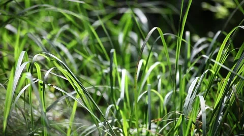 Moving grass, close up 動画素材 42101755