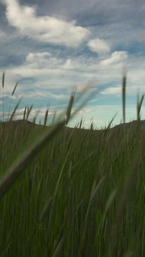 Moving grass close up in the mountainside Stock Footage 288496752