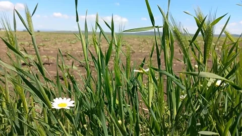 Moving Grass on Field Background Stock Footage 274841589