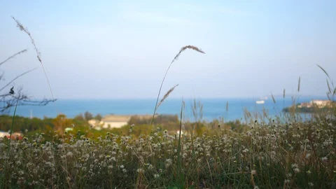 Moving grass flower, forest and sea background Stock Footage 127810359