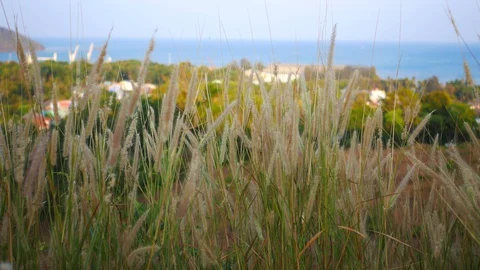 Moving grass flower, forest and sea background Stock Footage 128070113