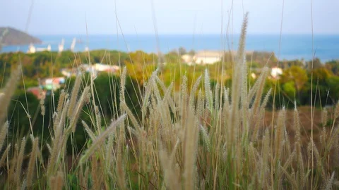 Moving grass flower, forest and sea background Stock Footage 128070330