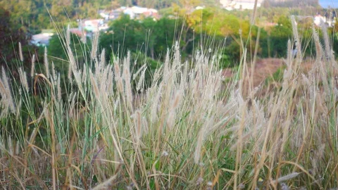 Moving grass flower, forest background Stock Footage 127810517