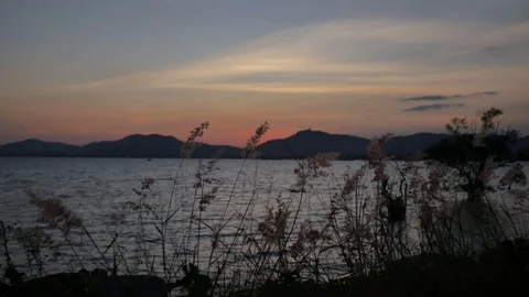 Moving grass flower tree with strong wind, moving wave in sea, silhouette mou Stock-Footage 126617969