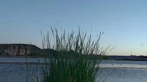 Moving grass Stock-Footage 164657489