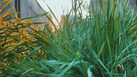 Moving grass. Stock Footage 239074930