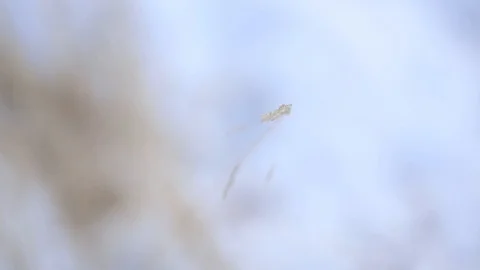 Moving grass in the soft wind Stock Footage 102863510